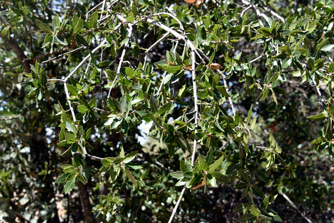 Emory Oak is a tree or large shrub. The species are mostly evergreen with dark brown or black bark that has deep fissures. The twigs are often dark reddish brown or grayish as shown in the photo.  Quercus emoryi 